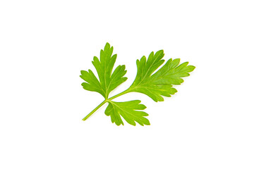 Fresh parsley leaves on white background