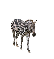 zebra isolated on white background