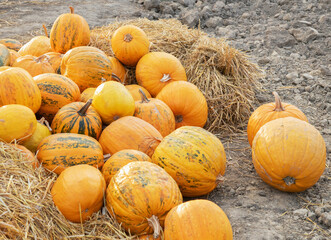 Fresh healthy bio pumpkins on farmer agricultural market at autumn.