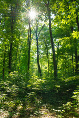 Sunlight in the green forest, spring time