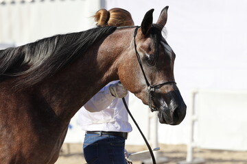 Arab race bay horse walks in the paddock 