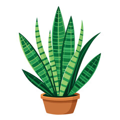 snake plant