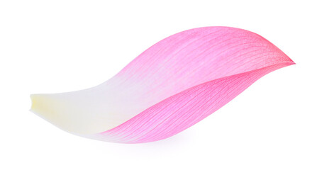 lotus isolated on white background.