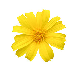 Tree Marigold, Mexican Sunflower isolated on white
