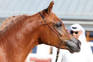 Arabian race bay horse walks in the paddock 