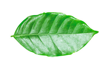 fresh green coffee leaves isolated on white.