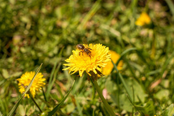 yellow dandelion flower