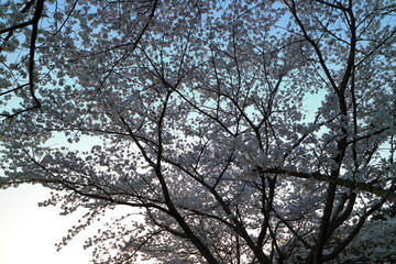 見上げた桜