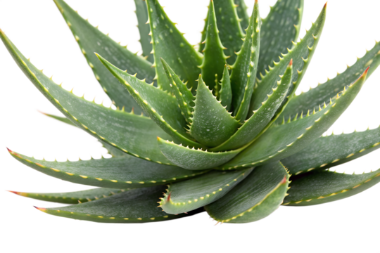 Fresh spiky leaves of a vibrant green aloe vera succulent plant, a natural ingredient for organic cosmetics and herbal medicine, isolated on a white background