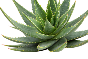 Detailed close-up of a vibrant green aloe vera succulent plant with thorny leaves, known for its medicinal and cosmetic properties, isolated on a clean white background