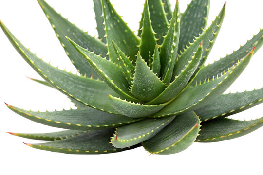 Detailed close-up of a vibrant green aloe vera succulent plant with thorny leaves, known for its medicinal and cosmetic properties, isolated on a clean white background - Powered by Adobe