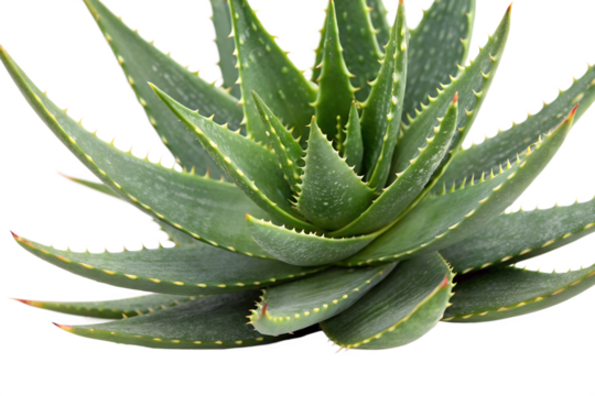 Detailed close-up of a vibrant green aloe vera succulent plant with thorny leaves, known for its medicinal and cosmetic properties, isolated on a clean white background