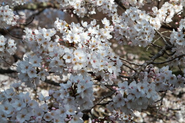 春の日差しを浴びる満開の桜