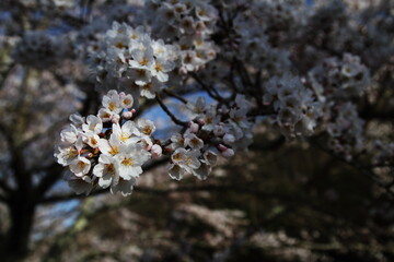 桜の花とつぼみ