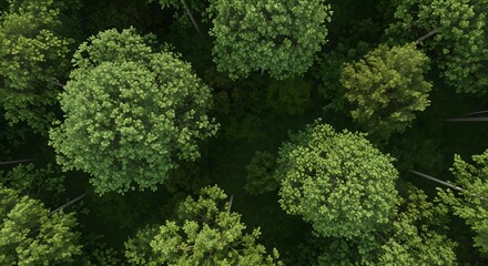 Aerial view of a dense green forest canopy with sunlight filtering through leaves