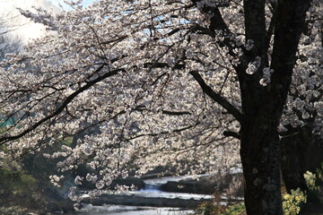 川沿いに咲く満開の桜