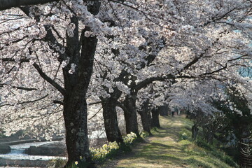 満開の桜が美しい疎水溝の風景