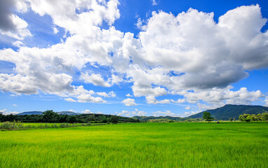 Fototapeta premium Green nature, sky, beautiful clouds