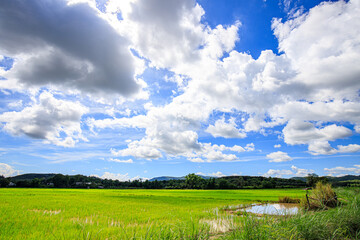 Naklejka premium Green nature, sky, beautiful clouds