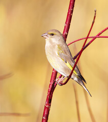 Female European Greenfinch, Chloris chloris perched on red dogwood branches in warm autumn light in Prague Stromovka Park, showing subtle olive plumage against a soft golden background.