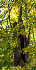 Weathered Hollow Tree in Autumn Forest