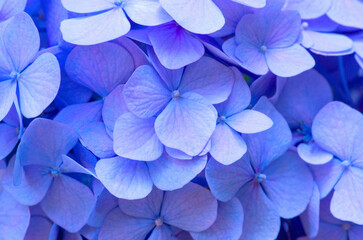 Blue Hydrangea background. Hortensia flowers surface.