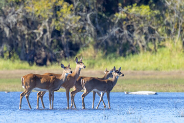 White-tailed deer (Odocoileus virginianus) walking in the water in Myakka River State Park, Florida