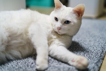 White cat lying on a gray carpet, looking intently with blue eyes, relaxed indoor moment
