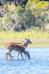 White-tailed deer (Odocoileus virginianus) walking in the water in Myakka River State Park, Florida