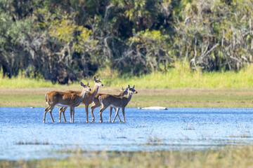 Naklejka premium White-tailed deer (Odocoileus virginianus) walking in the water in Myakka River State Park, Florida