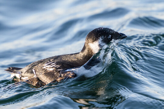 Little auk (Alle alle)