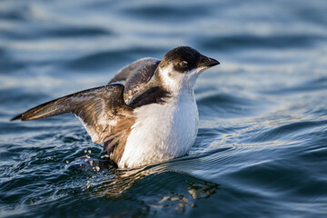 Little auk (Alle alle)