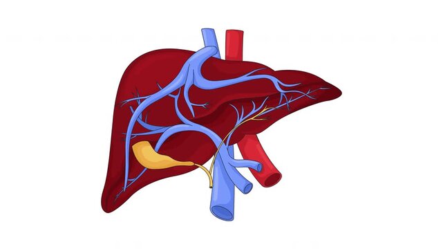Human liver anatomy with vessels and bile ducts cartoon animation. Internal organ digestive. Medical education. Hepatic system in motion animated flat 2D object 4K video isolated on white