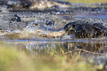 American alligators (Alligator mississippiensis) at the Deep Hole sinkhole in Myakka River State Park, Florida