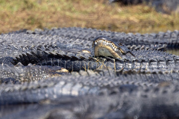 American alligators (Alligator mississippiensis) at the Deep Hole sinkhole in Myakka River State Park, Florida