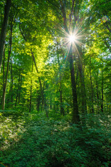 Sunlight in the green forest, spring time