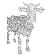 A terrifying zombie cow wireframe drawing in black and white, featuring detailed horns, shaded fur, and bent legs on a stark white background.