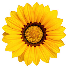 Yellow sunflower isolated on white background blooming in nature