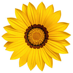 Top view of a bright yellow Gazania daisy flower, full bloom. Isolated on transparent background