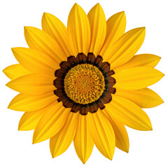 Top view of a bright yellow Gazania daisy flower, full bloom. Isolated on transparent background