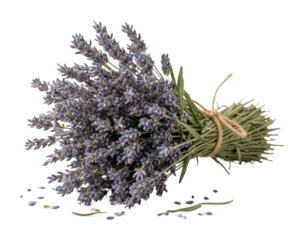 Harvesting lavender bouquet nature garden floral arrangement isolated on transparent background