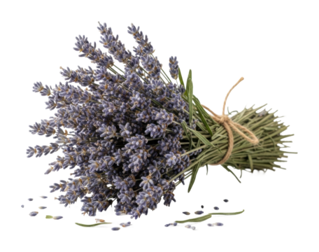 Harvesting lavender bouquet nature garden floral arrangement isolated on transparent background