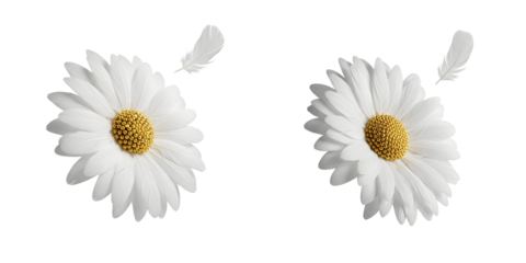 Feather flower and floating feather on black isolated on transparent background