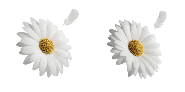 Feather flower and floating feather on black isolated on transparent background