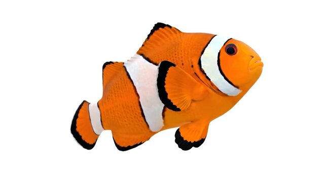 An isolated close-up of a clownfish. The orange fish features white stripes with black borders