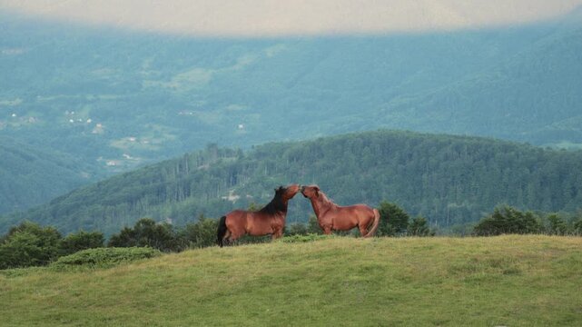 Two horses stand close, nuzzling gently at the top of a hill with valley views behind. Their interaction feels intimate and calm.