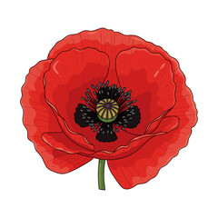 Single red poppy flower illustration with detailed petals in a vibrant and artistic style