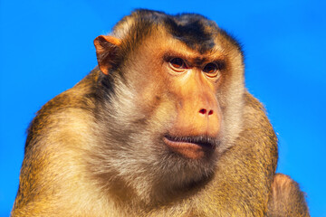 Portrait of a wild macaque monkey set against blue sky. Detailed view capturing texture of the monkey brown and grizzled fur and its focused gaze