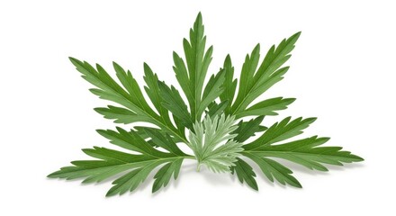 Macro Green Leaves with Detailed Veins on White Background, Leaf, Plant, Nature