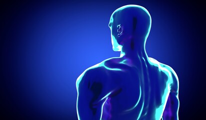 Male anatomy - shoulders and head - 3d illustration